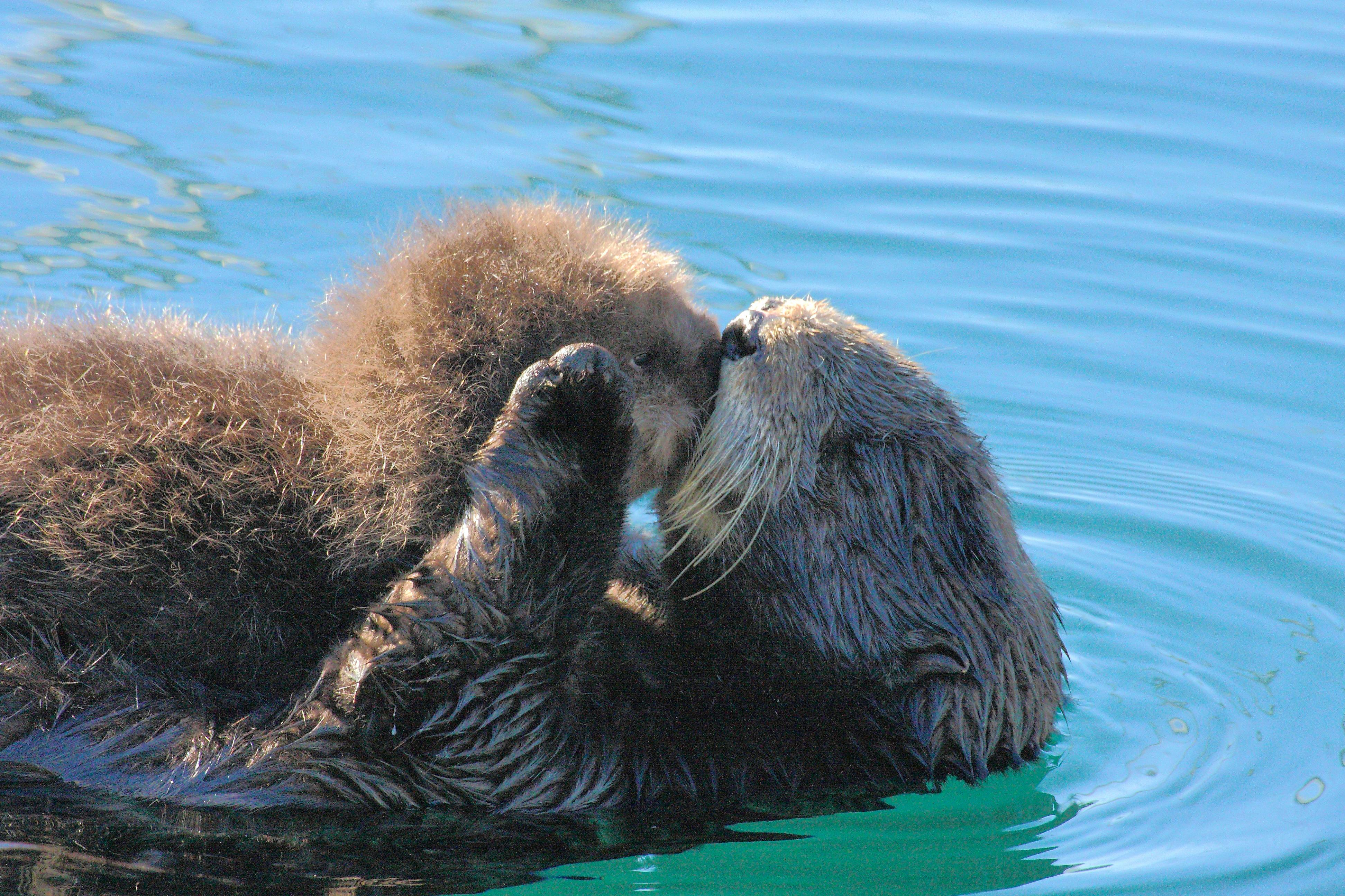 Sea otter mom and pup